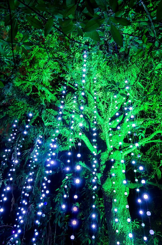 bosque de luz 1