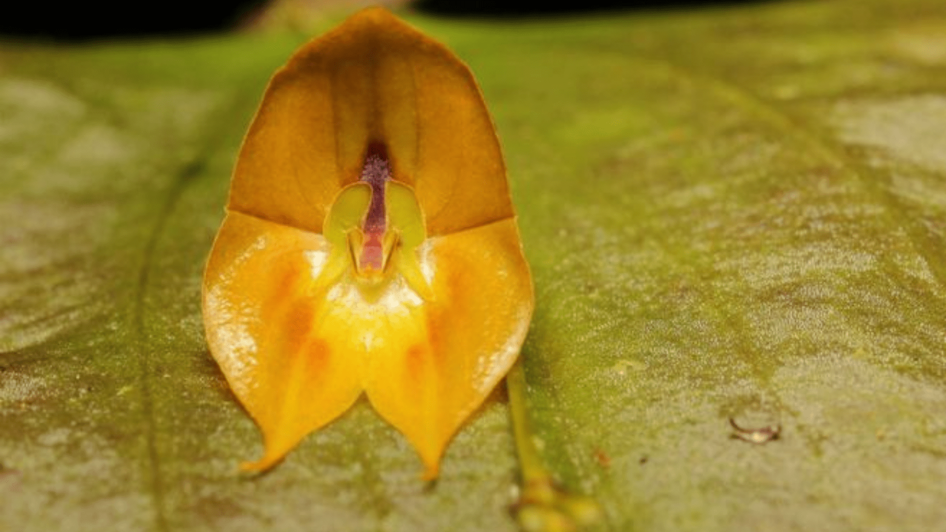 orquidea extrana ecuador