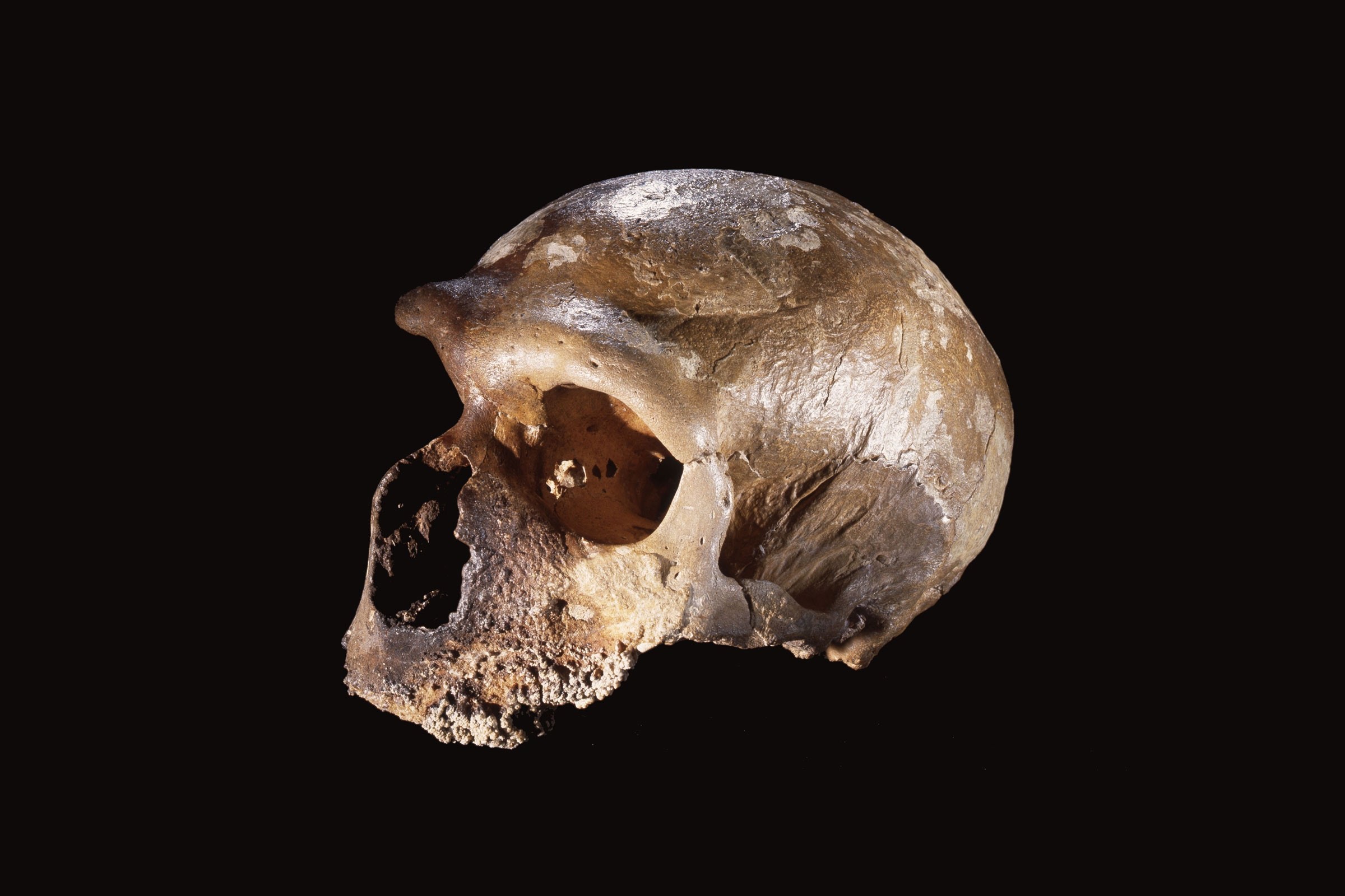neanderthal