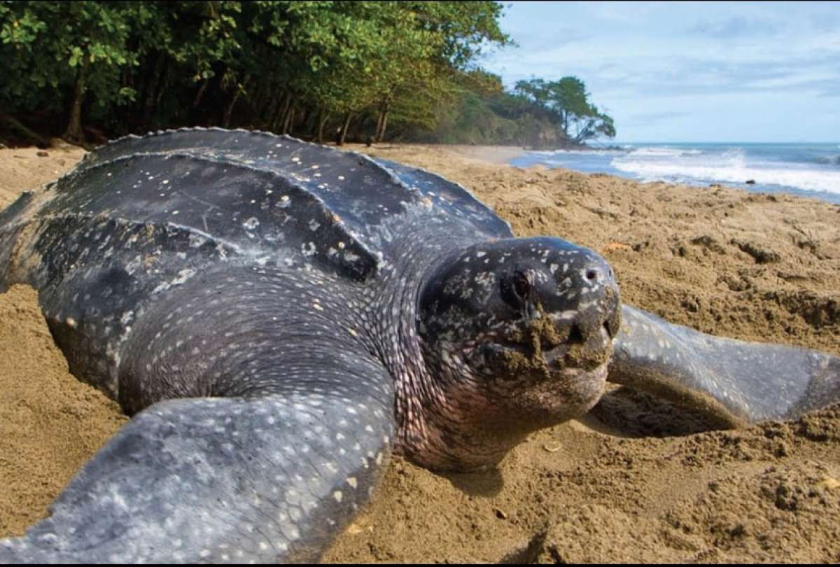 tortugas laud ecuador