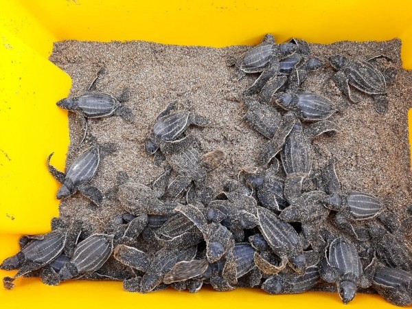 tortugas laud tortugas laud