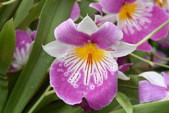 orchid