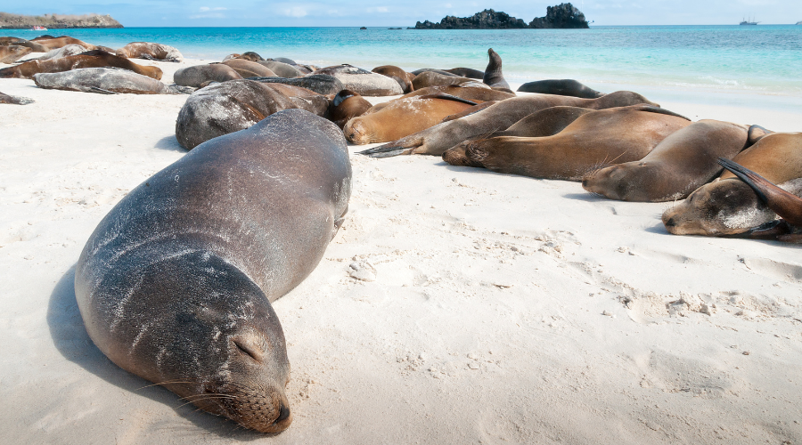 galapagos living lab